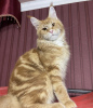 Photo №1. maine coon - à vendre en ville de Charlotte | 568€ | Annonce № 86764