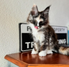 Photo №1. maine coon - à vendre en ville de Appenzell | 400€ | Annonce № 116320