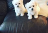 Photo №1. bichon maltais - à vendre en ville de Berlin | Gratuit | Annonce №126957