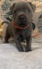 Photo №2 de l'annonce № 108833 de la vente american staffordshire terrier - acheter à Allemagne annonce privée, de la fourrière, de l'abri, éleveur