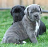 Photo №2 de l'annonce № 90418 de la vente cane corso - acheter à République Tchèque 