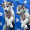 Photo №1. malamute de l'alaska - à vendre en ville de Eindhoven | 400€ | Annonce №46204