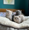 Photo №1. british shorthair - à vendre en ville de Schaanwald | Gratuit | Annonce № 120713