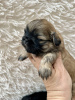 Photo №1. shih tzu - à vendre en ville de Los Angeles | 237€ | Annonce №99263