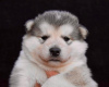 Photo №3. Chiots Malamute d'Alaska. Serbie