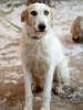 Photo №2 de l'annonce № 77766 de la vente chien bâtard - acheter à Fédération de Russie annonce privée