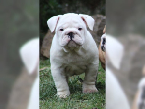 Photo №2 de l'annonce № 848 de la vente bulldog anglais - acheter à Allemagne 