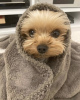 Photo №1. yorkshire terrier - à vendre en ville de New york | 284€ | Annonce №102891