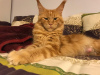 Photo №1. maine coon - à vendre en ville de Berlin | 460€ | Annonce № 77784