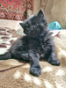 Photo №3. Vendre un chaton (fille). Ouzbekistan