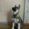 Photo №2 de l'annonce № 79265 de la vente chien bâtard - acheter à Fédération de Russie annonce privée