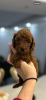 Photo №3. Chiots caniches miniatures. Serbie