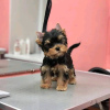 Photo №3. Nouveaux chiots Yorkshire terrier de qualité supérieure.. USA