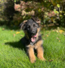 Photos supplémentaires: Beaux chiots GSD d'Europe à vendre