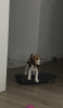 Photo №2 de l'annonce № 76626 de la vente beagle - acheter à Espagne annonce privée, éleveur