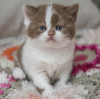 Photo №2 de l'annonce № 108931 de la vente british shorthair - acheter à Allemagne de la fourrière