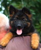 Photos supplémentaires: Chiot. Berger allemand.