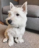 Photo №1. west highland white terrier - à vendre en ville de Радвилишкис | 330€ | Annonce №75805