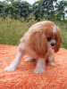 Photo №2 de l'annonce № 105945 de la vente cavalier king charles spaniel - acheter à Allemagne éleveur