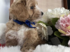 Photos supplémentaires: Chiot Maltipoo