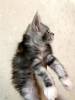 Photos supplémentaires: La chatterie Maine Coon propose un chaton de race pure.