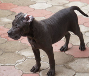 Photos supplémentaires: Chiots Cane Corso à vendre