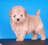 Photos supplémentaires: Chiots Maltipoo F1