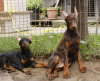 Photo №3. chiots dobermann. Serbie