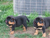 Photo №1. rottweiler - à vendre en ville de Santa Ana | Gratuit | Annonce №124100