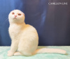 Photo №2 de l'annonce № 78113 de la vente scottish fold - acheter à Fédération de Russie 