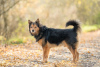 Photos supplémentaires: Beau chien aux cheveux longs Thor entre de bonnes mains