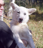 Photo №1. chien bâtard - à vendre en ville de Москва | Gratuit | Annonce №119656