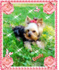 Photo №2 de l'annonce № 81014 de la vente yorkshire terrier - acheter à Pologne éleveur