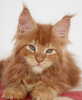 Photo №3. Maine coon. Allemagne