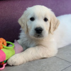 Photo №1. golden retriever - à vendre en ville de Хельсингёр | 380€ | Annonce №111582