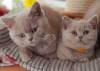 Photo №1. british shorthair - à vendre en ville de Seinäjoki | Gratuit | Annonce № 125707