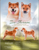 Photos supplémentaires: Merveilleux chiots shiba inu