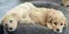 Photo №3. Magnifiques chiots Goldendoodle. Ukraine