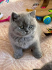 Photo №1. british shorthair - à vendre en ville de Wiesbaden | 284€ | Annonce № 96116