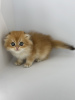 Photo №2 de l'annonce № 113927 de la vente scottish fold - acheter à Fédération de Russie éleveur