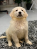 Photo №1. golden retriever - à vendre en ville de Poznan | 400€ | Annonce №30308