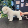 Photo №4. Je vais vendre bichon à poil frisé en ville de Meyzieu. de la fourrière - prix - 2500€