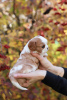 Photo №4. Je vais vendre cavalier king charles spaniel en ville de Zürich. annonce privée, de la fourrière - prix - 1442€