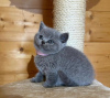 Photo №1. british shorthair - à vendre en ville de Vienna | négocié | Annonce № 74463