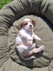 Photos supplémentaires: Chiots Cavalier King Charles Spaniel.