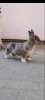 Photo №1. welsh corgi - à vendre en ville de Афины | 500€ | Annonce №65259