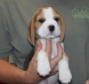 Photo №1. beagle - à vendre en ville de Bonn | 331€ | Annonce №117606