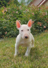 Photos supplémentaires: Bull-terrier miniature (FCI)