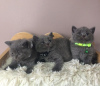 Photo №2 de l'annonce № 114795 de la vente british shorthair - acheter à Brésil annonce privée