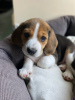 Photos supplémentaires: Chiots beagles